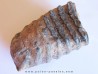 DENT DE MAMMOUTH:  mammuthus meridionalis (2)