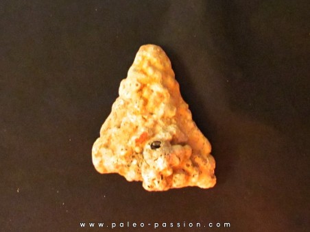 shark  tooth  Fully coated  of a crusting of coral (4)