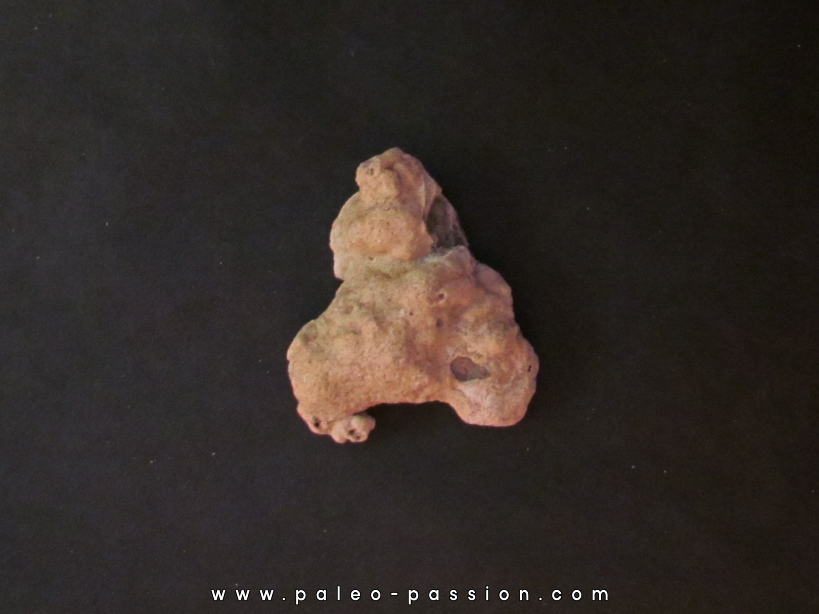 shark  tooth  Fully coated  of a crusting of coral (6) shark  tooth  Fully coated  of a crusting of coral (6)