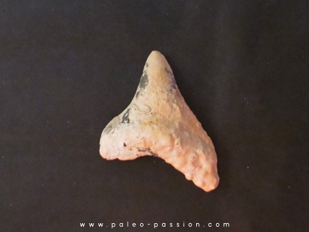 shark  tooth  Fully coated  of a crusting of coral (8)