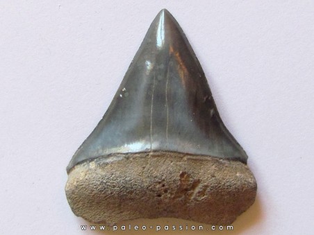 shark  tooth  COSMOPOLIDOTUS HASTALI (1)