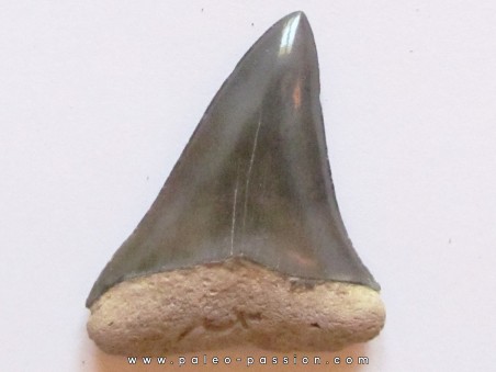 Dent de requin COSMOPOLIDOTUS HASTALI (3)
