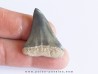 shark  tooth  COSMOPOLIDOTUS HASTALI (3)