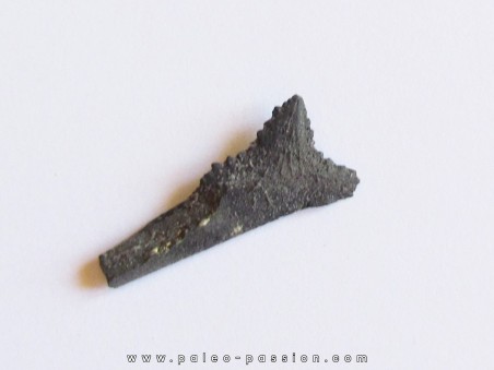 shark teeth: EDESTUS HEINRICHI (1)