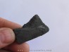 shark teeth: EDESTUS HEINRICHI (4)