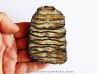 MAMMOTH TOOTH:  mammuthus columbi (2)