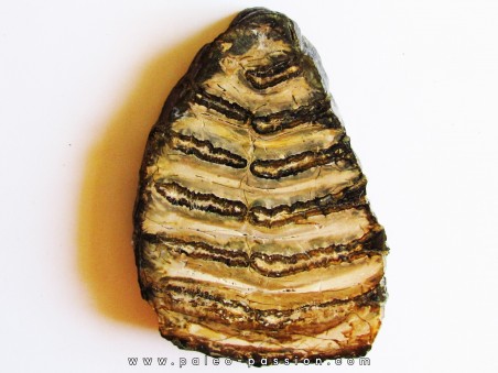 MAMMOTH TOOTH:  mammuthus columbi (3)