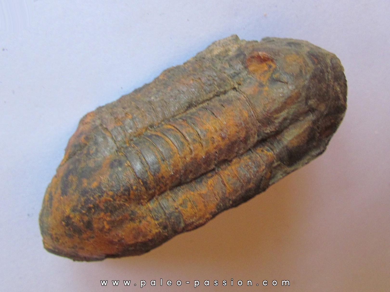 Ectillaenus giganteus (1) Ectillaenus giganteus (1)