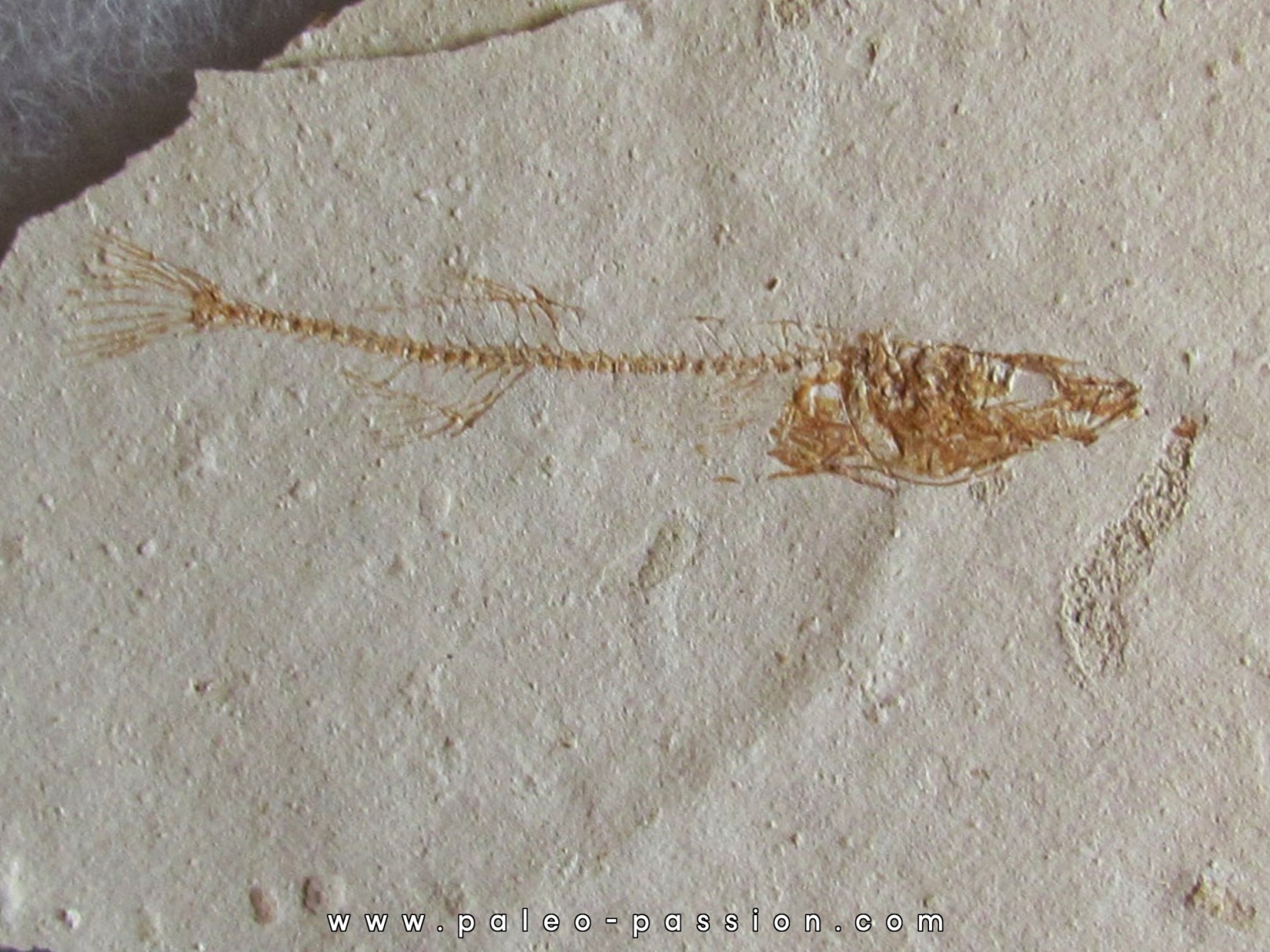 GASTEROTEUS STICKLEBACK (1)