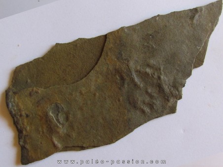 tetrapod primitive reptile trackway: Pseudobradypus sp. (1)