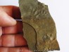 tetrapod primitive reptile trackway: Pseudobradypus sp. (1)