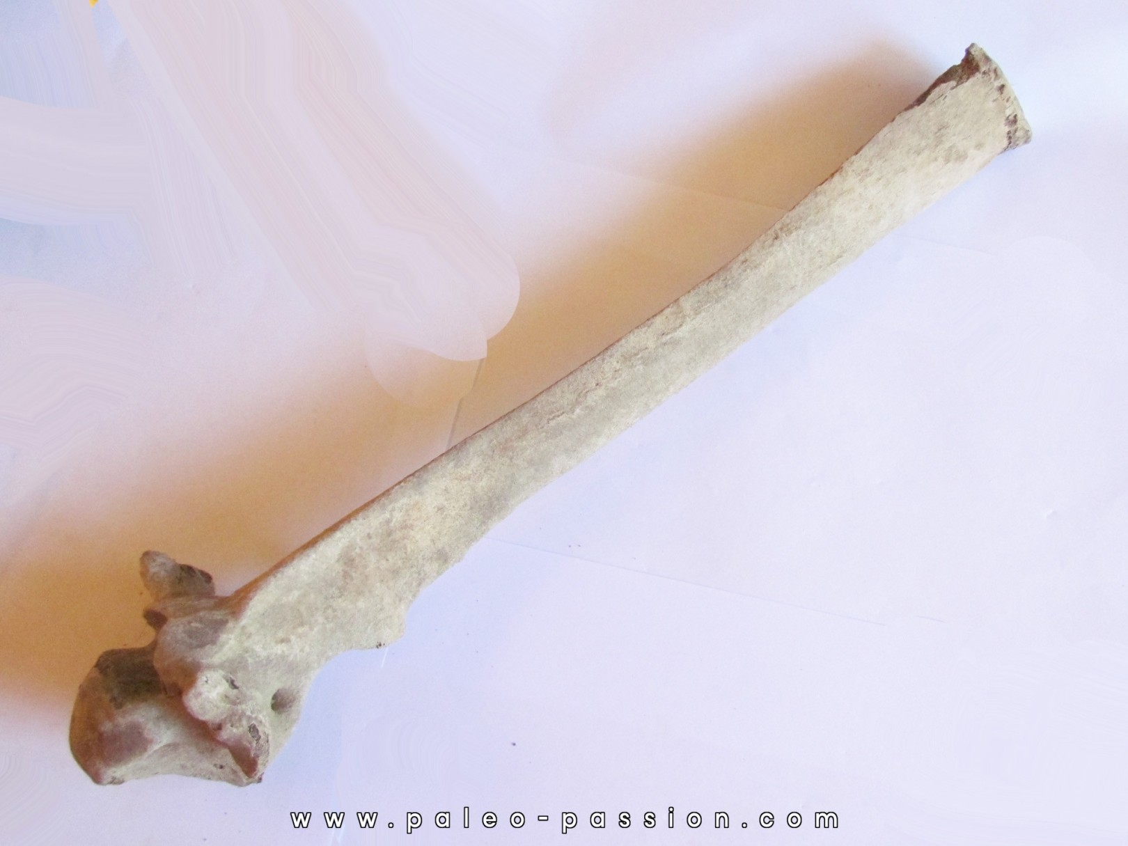 Vertebre de Bison antiquus (2) Vertebre de Bison antiquus (2)