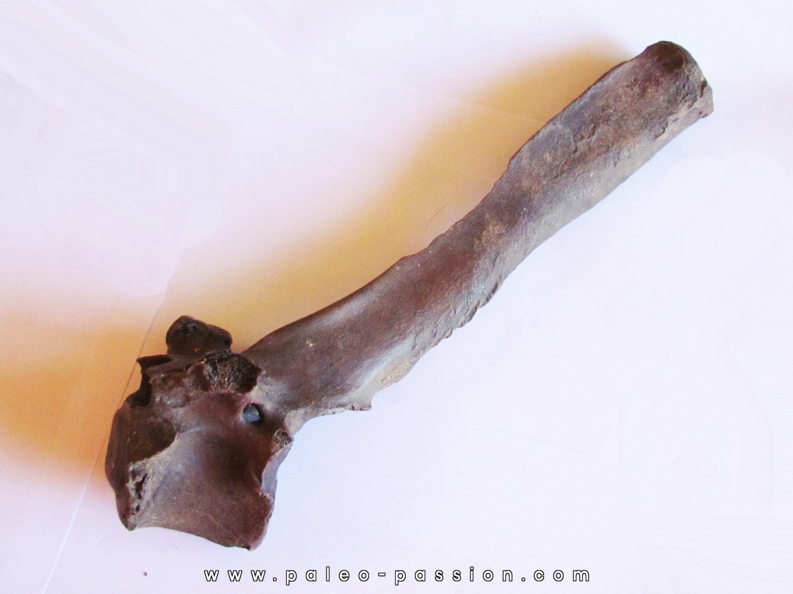 Vertebre de Bison antiquus (3) Vertebre de Bison antiquus (3)