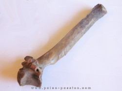 Vertebre de Bison antiquus (5)