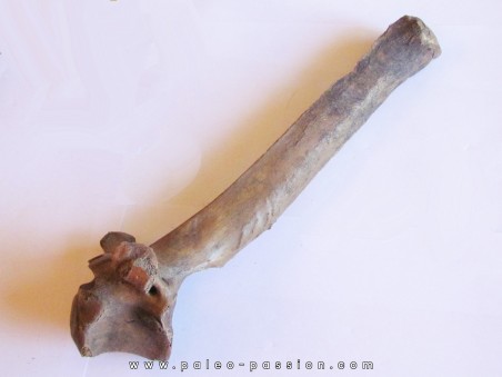 Bison antiquus vertebrae (5)