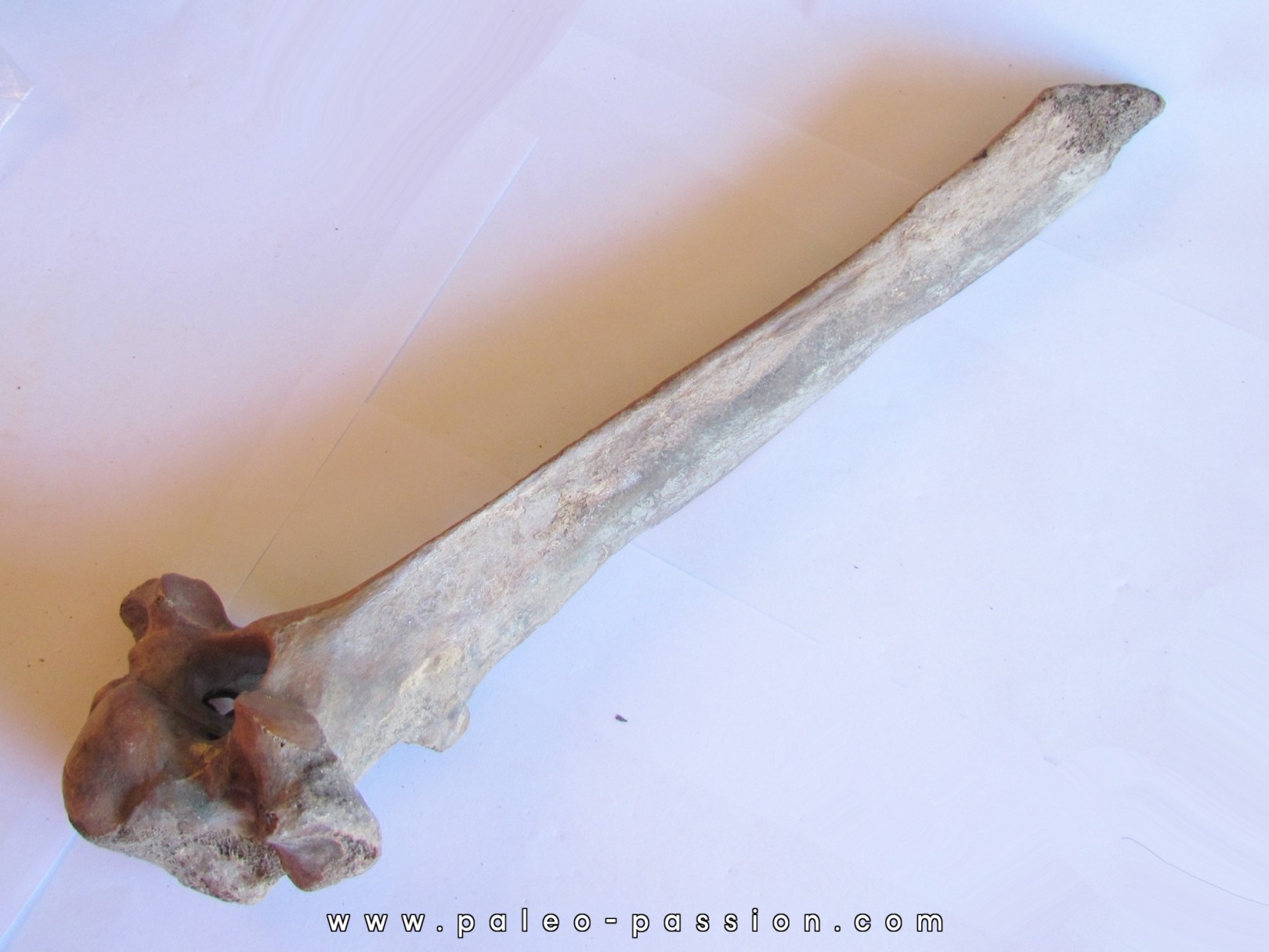 Vertebre de Bison antiquus (8) Vertebre de Bison antiquus (8)