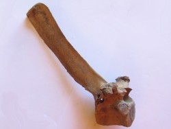 Vertebre de Bison antiquus (9)