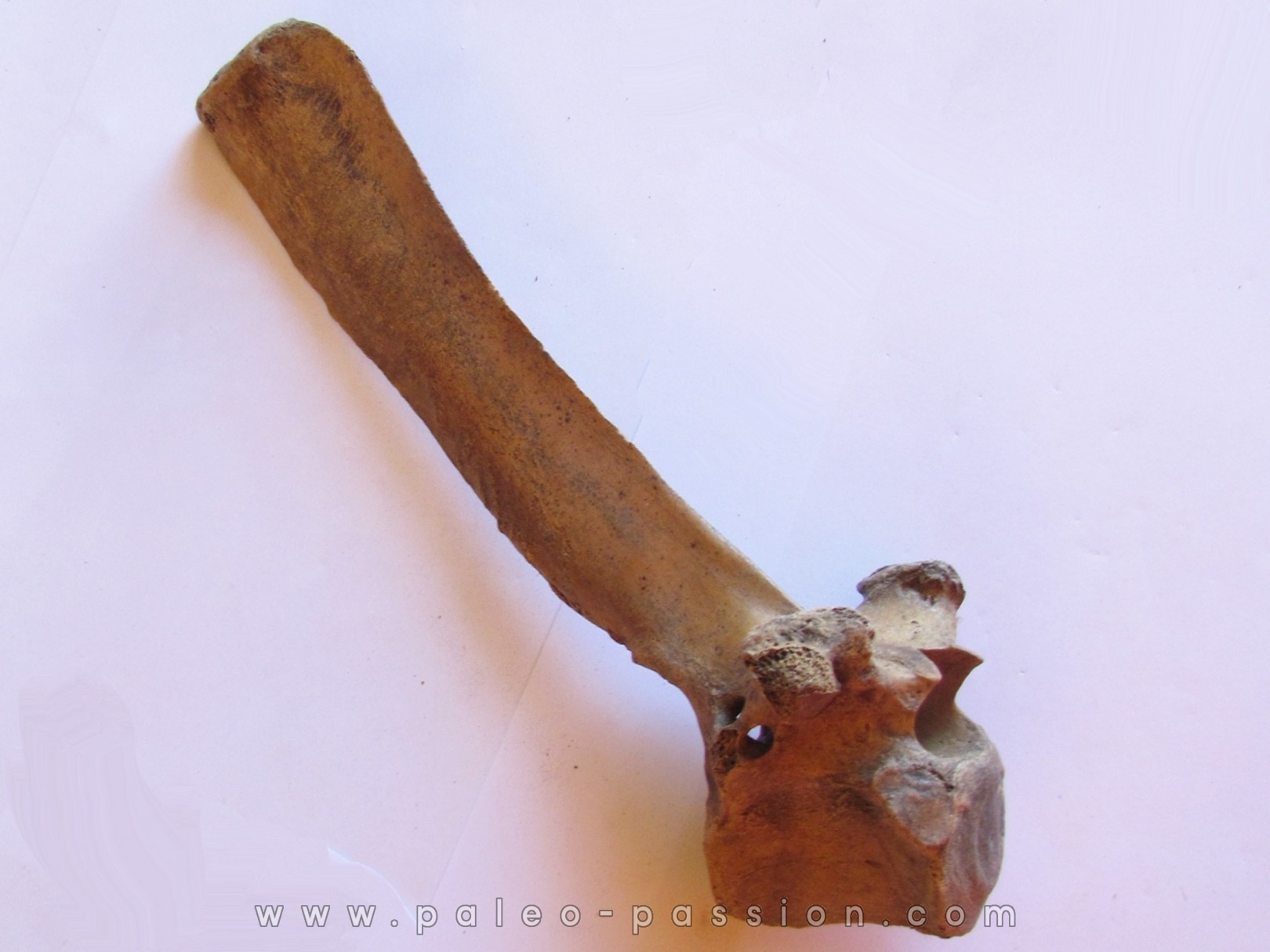 Vertebre de Bison antiquus (9) Vertebre de Bison antiquus (9)