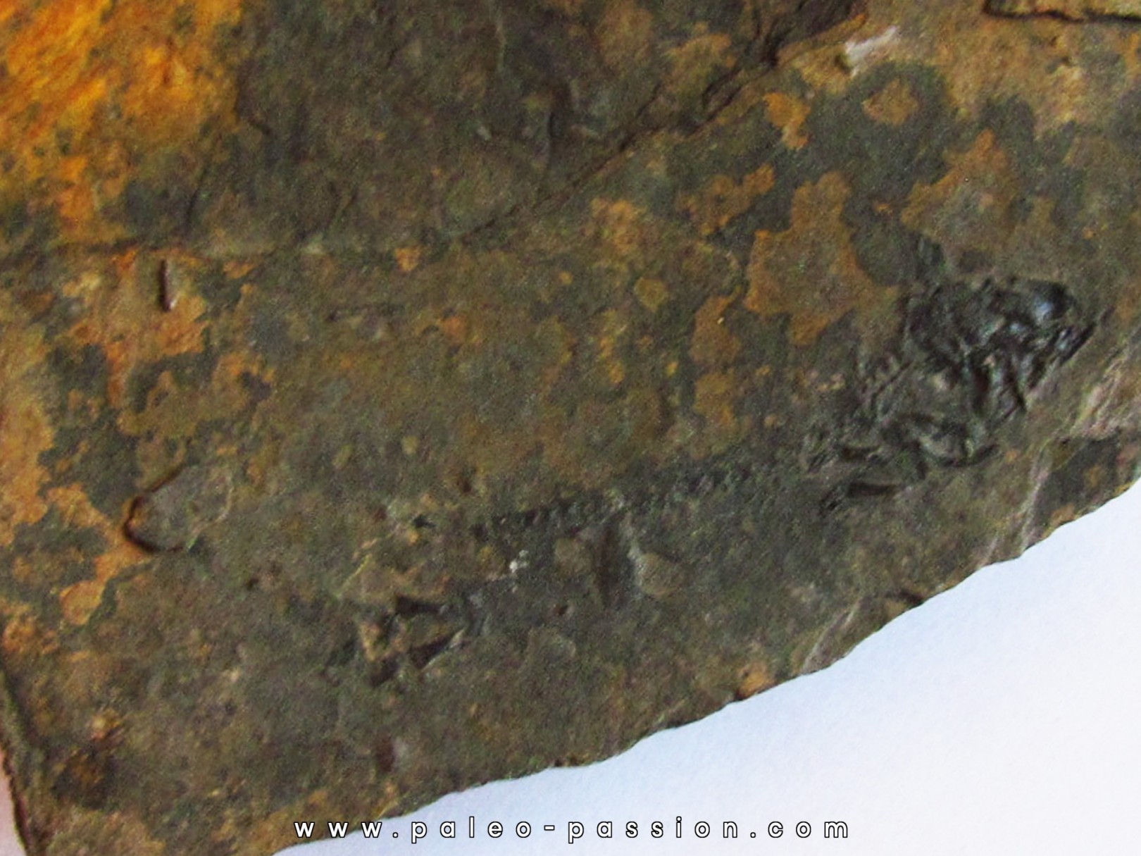 branchiosaure (protriton) petrolei  (2) branchiosaure (protriton) petrolei  (2)