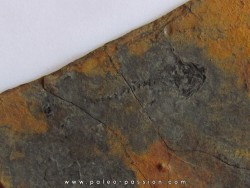 branchiosaure (protriton) petrolei   (3)