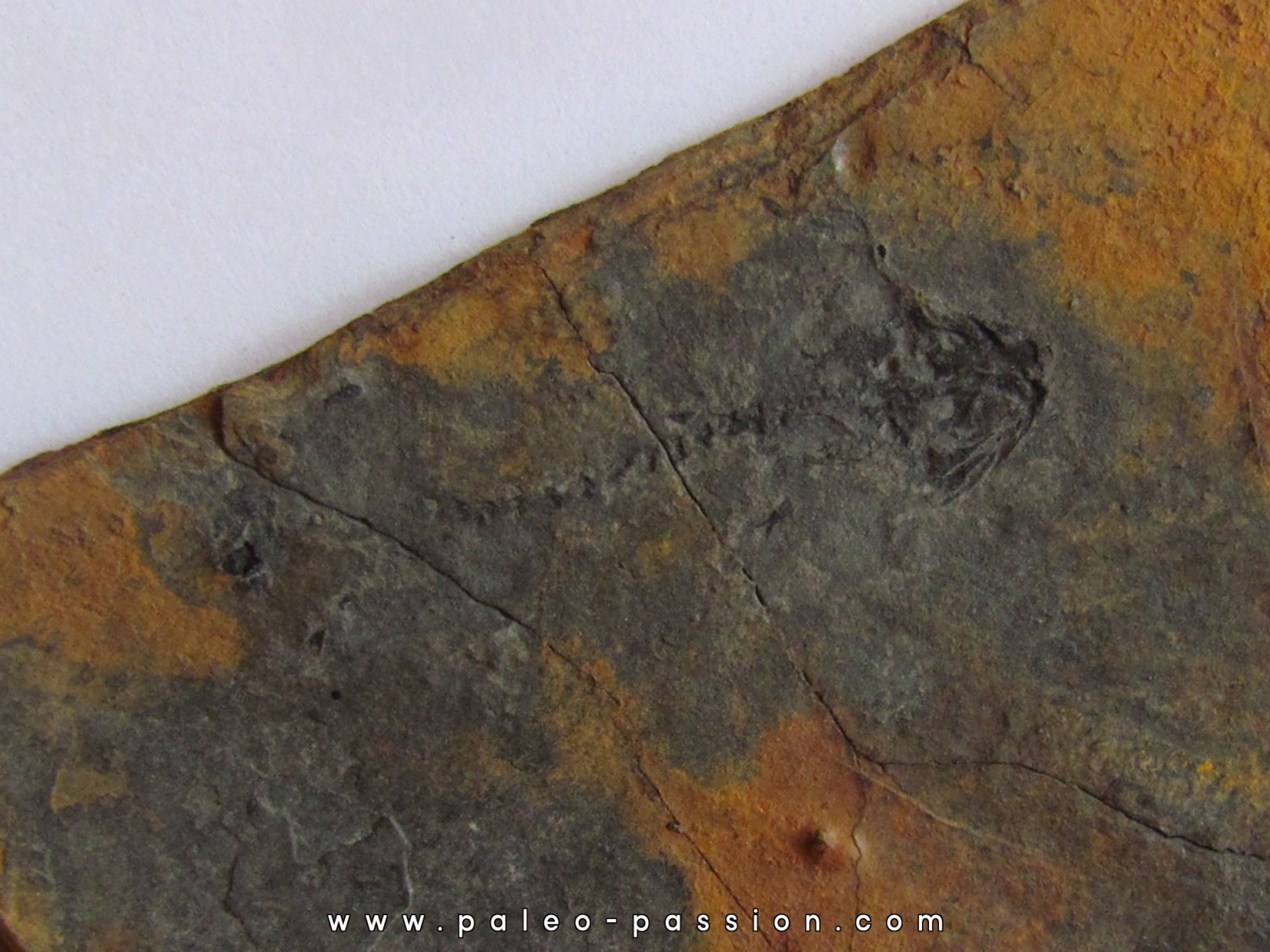 branchiosaure (protriton) petrolei  (3) branchiosaure (protriton) petrolei  (3)