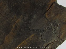 branchiosaure (protriton) petrolei   (4)