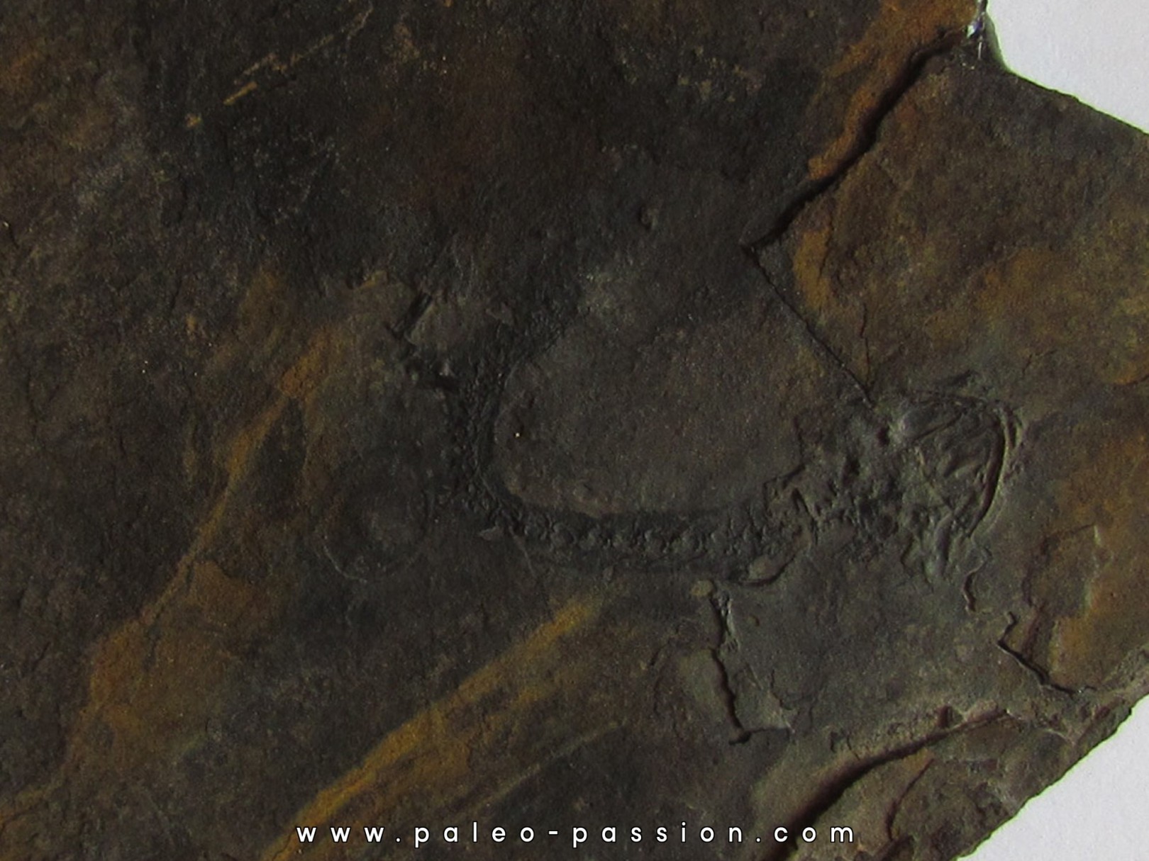 branchiosaure (protriton) petrolei  (4) branchiosaure (protriton) petrolei  (4)