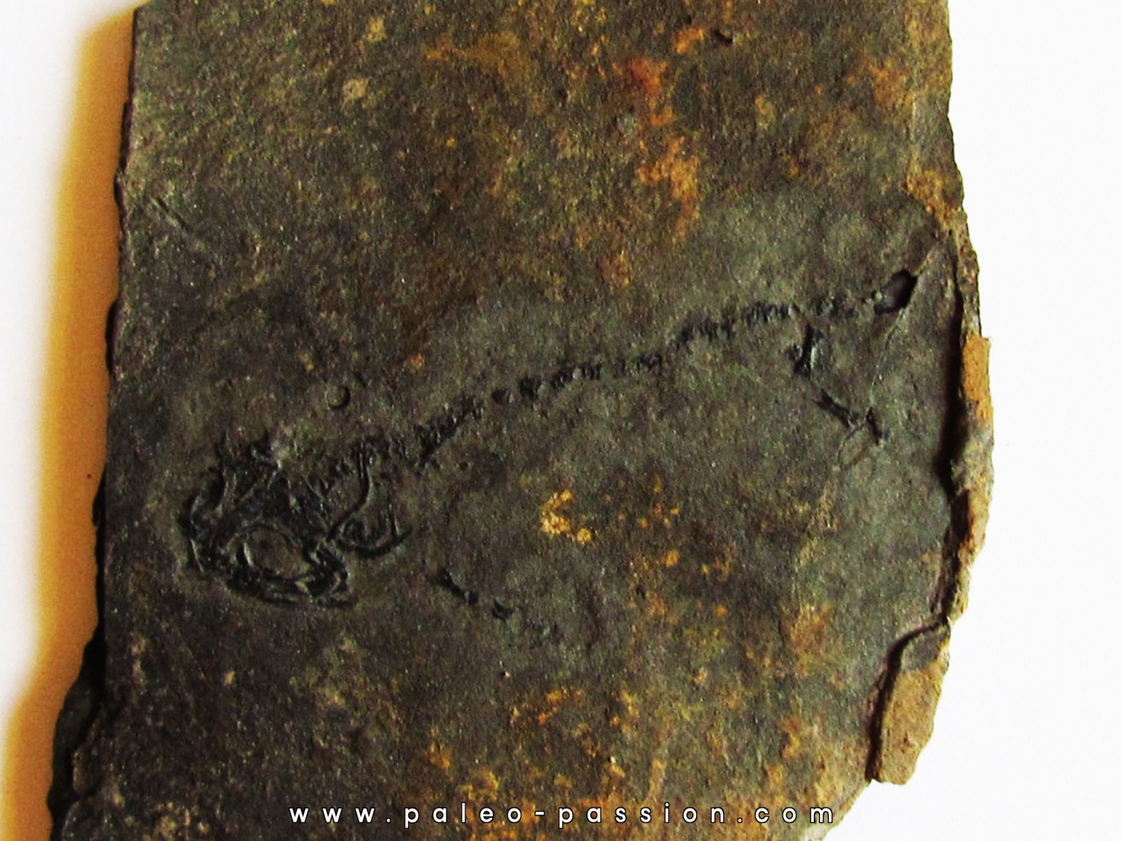 branchiosaure (protriton) petrolei   (5)                        branchiosaure (protriton) petrolei   (5)