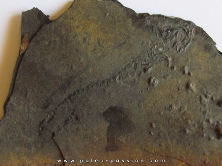 branchiosaure (protriton) petrolei   (6)                       