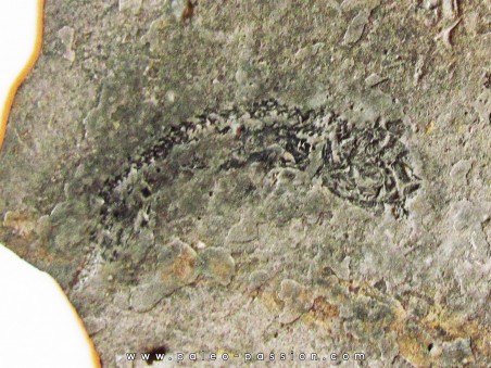 branchiosaure (protriton) petrolei   (7)                       