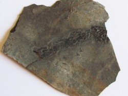 branchiosaure (protriton) petrolei   (9)