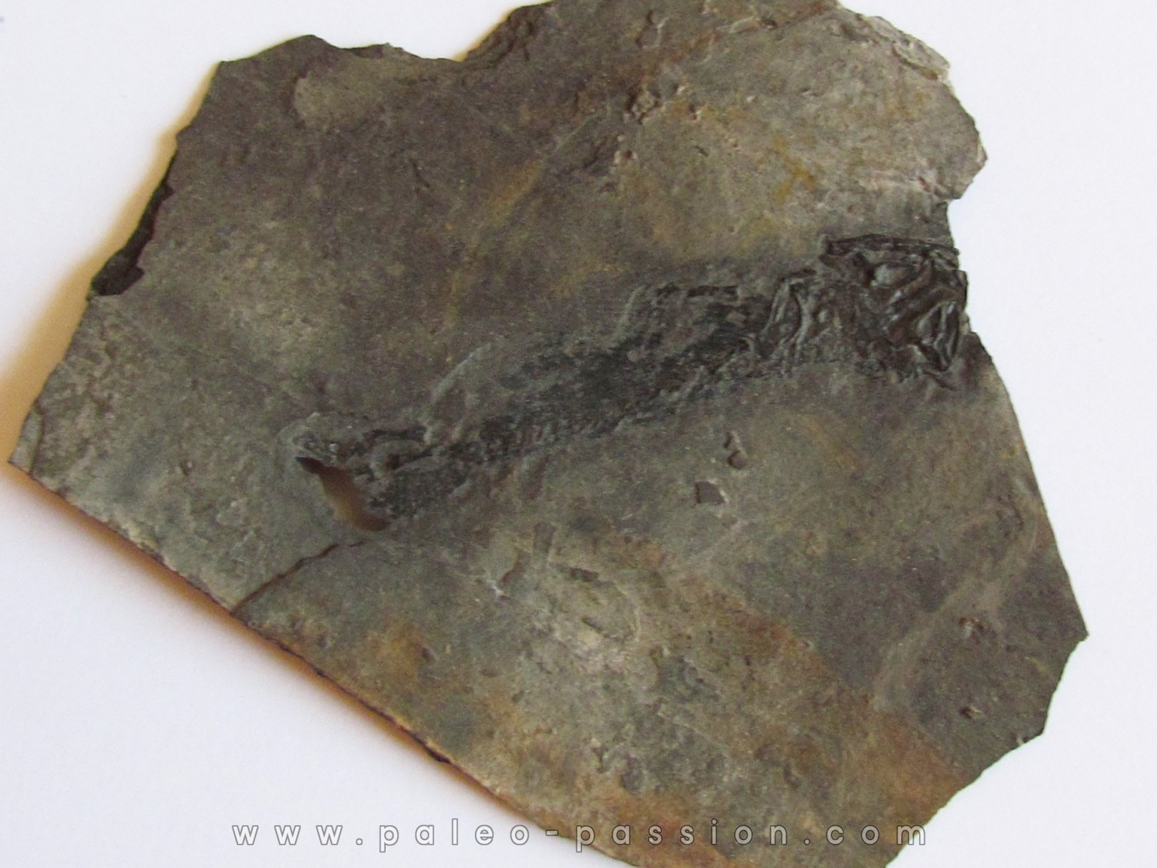 branchiosaure (protriton) petrolei  (9) branchiosaure (protriton) petrolei  (9)