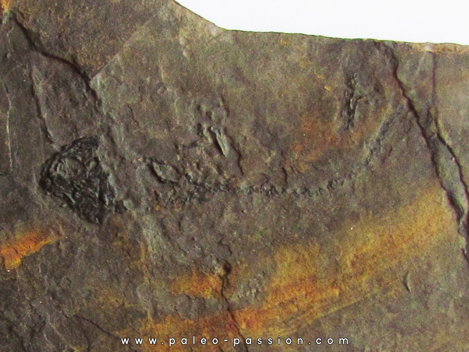branchiosaure (protriton) petrolei   (10)                        branchiosaure (protriton) petrolei   (10)