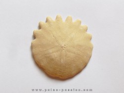 oursin Heliophora orbiculus (1)
