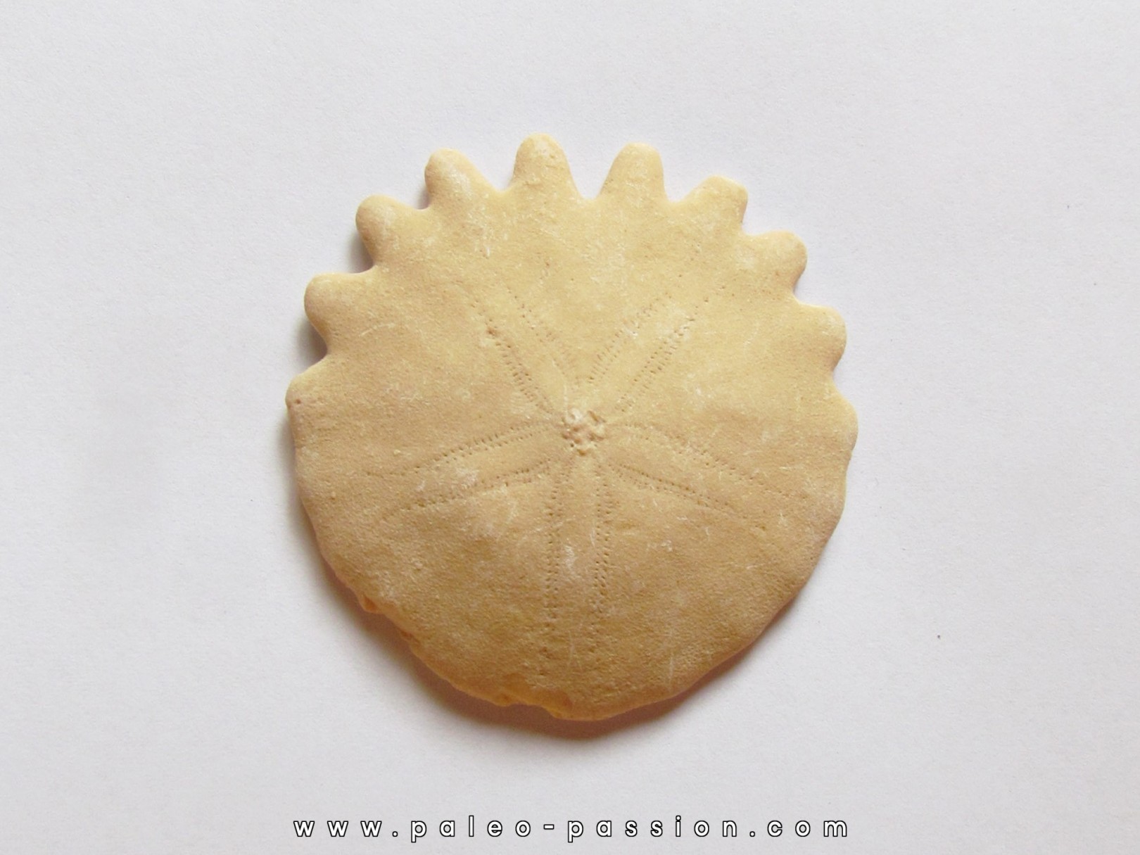 oursin Heliophora orbiculus (1) oursin Heliophora orbiculus (1)