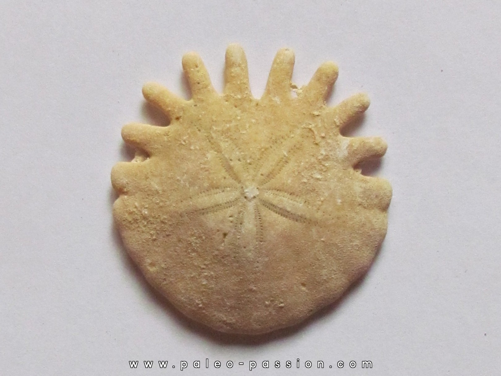 oursin Heliophora orbiculus (3) oursin Heliophora orbiculus (3)