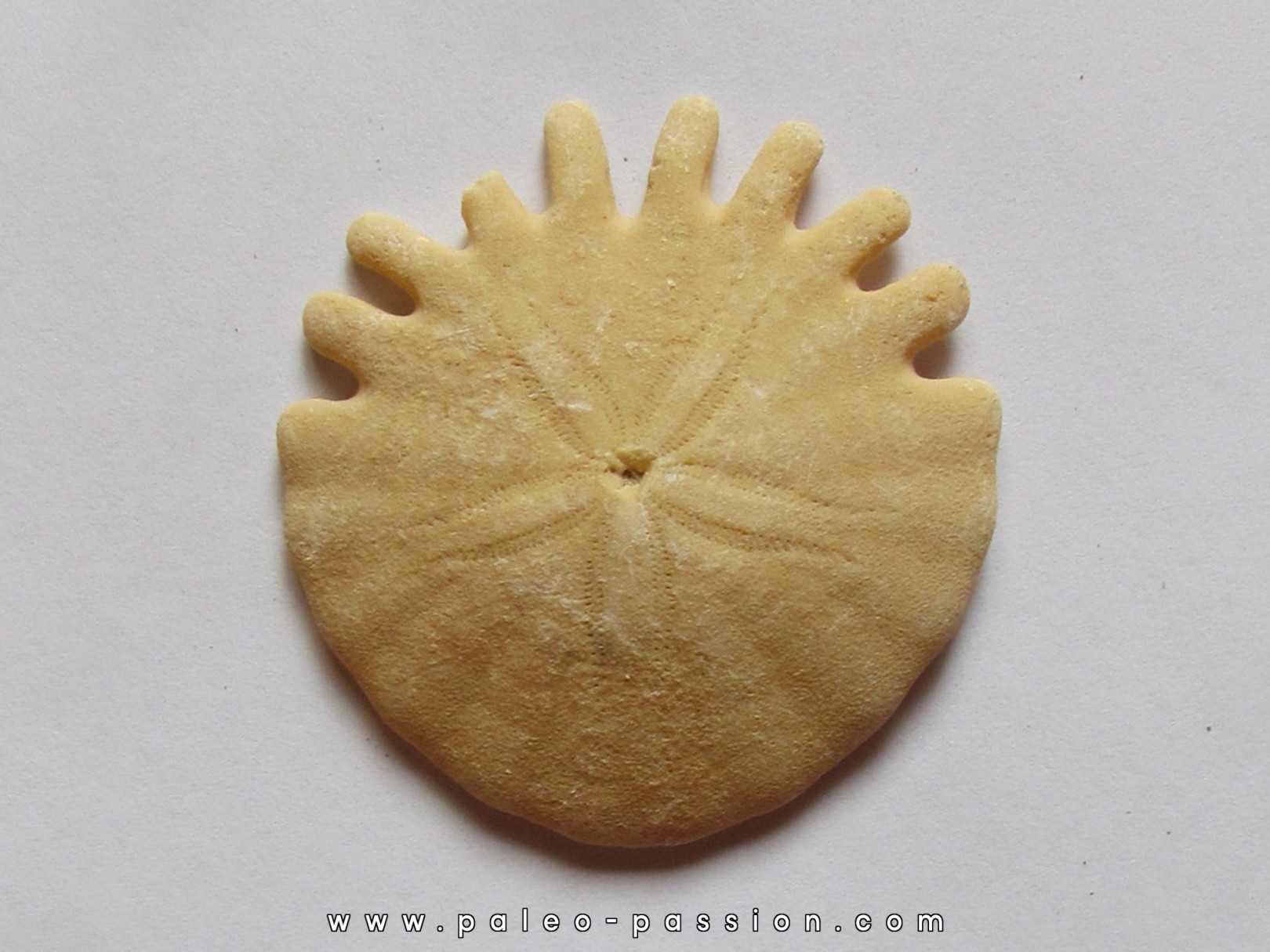 oursin Heliophora orbiculus (4) oursin Heliophora orbiculus (4)