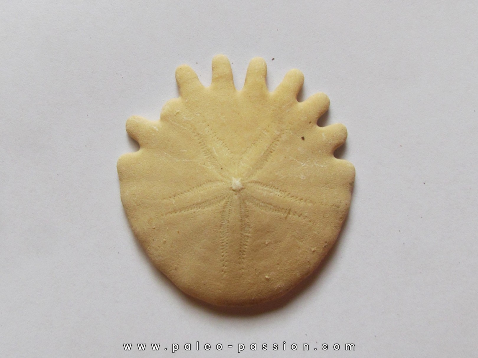 oursin Heliophora orbiculus (6) oursin Heliophora orbiculus (6)