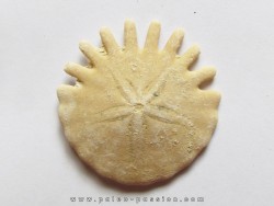 oursin Heliophora orbiculus (7)