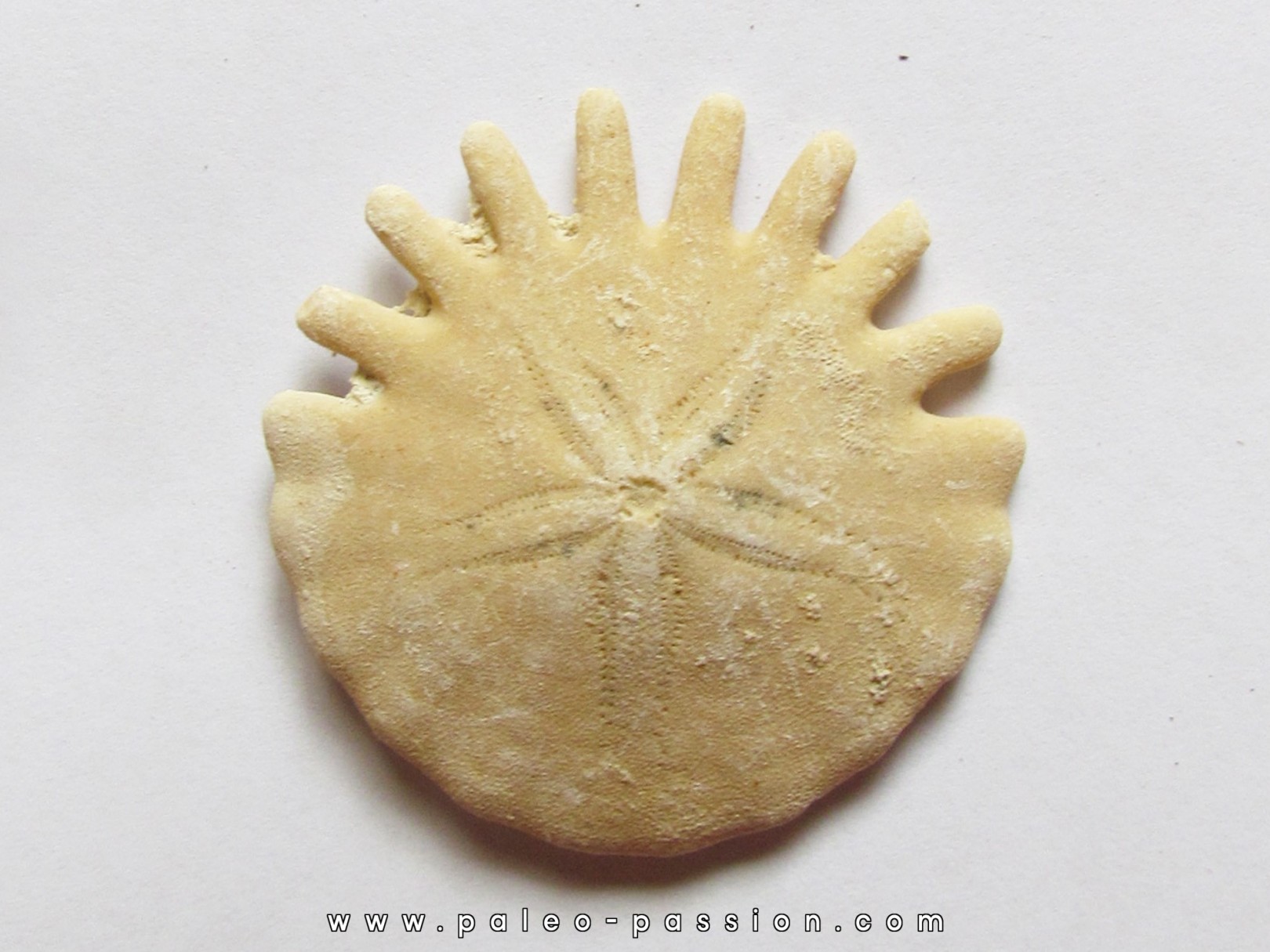 oursin Heliophora orbiculus (7) oursin Heliophora orbiculus (7)