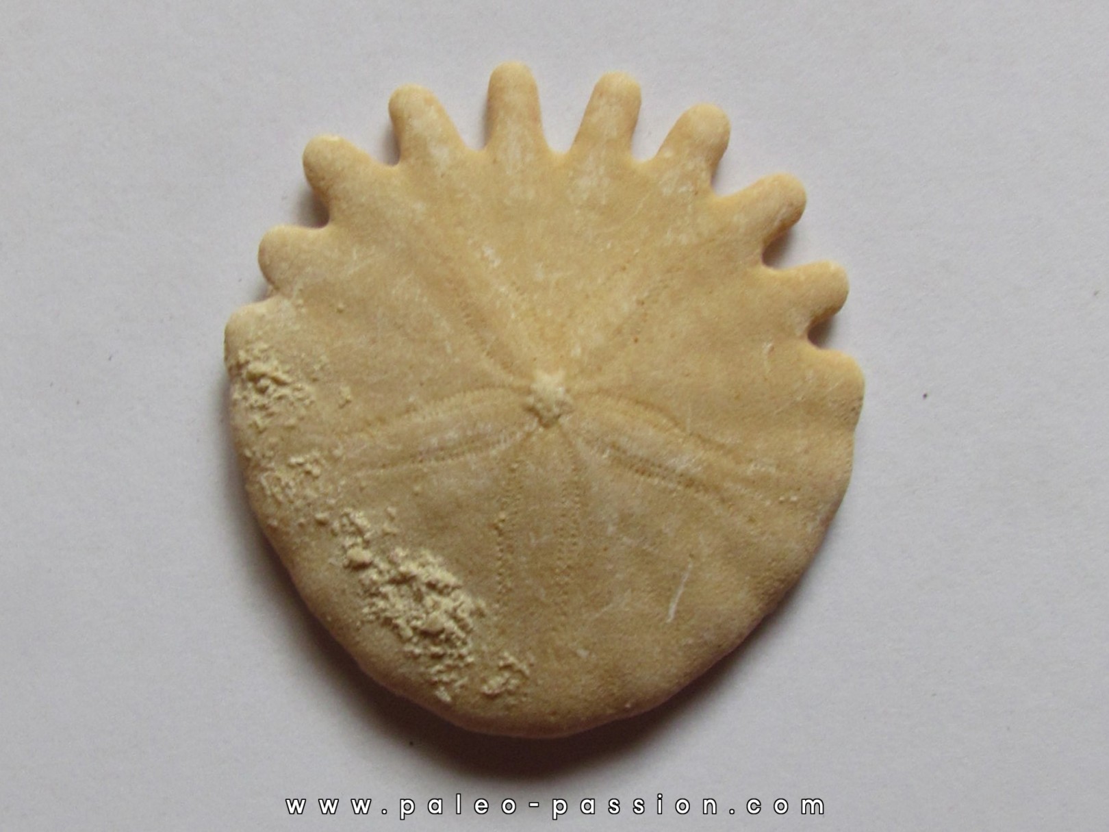 oursin Heliophora orbiculus (9) oursin Heliophora orbiculus (9)