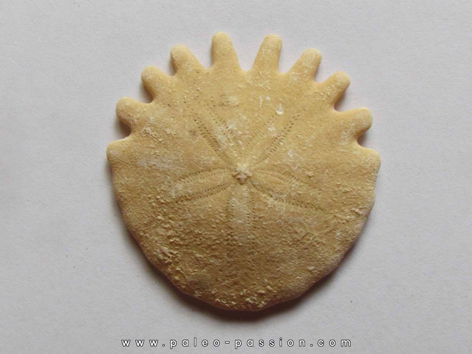 oursin Heliophora orbiculus (10) oursin Heliophora orbiculus (10)