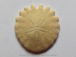 oursin Heliophora orbiculus (11)