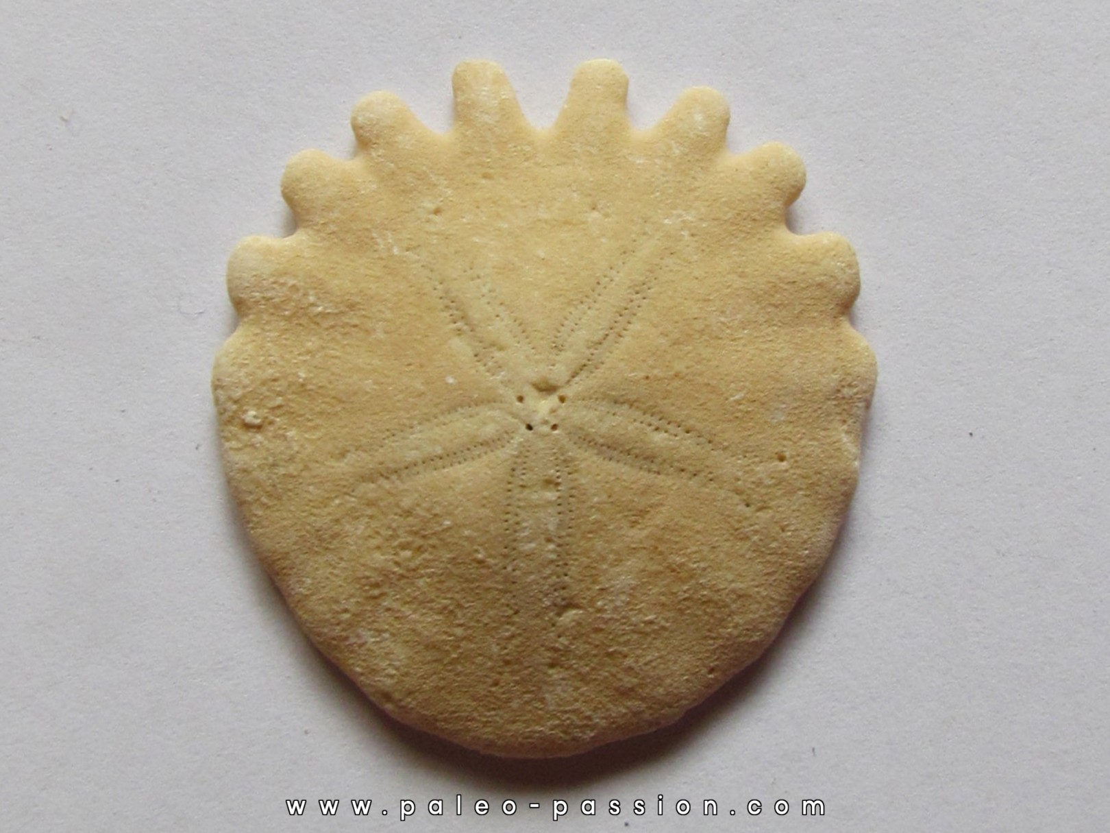 oursin Heliophora orbiculus (11) oursin Heliophora orbiculus (11)