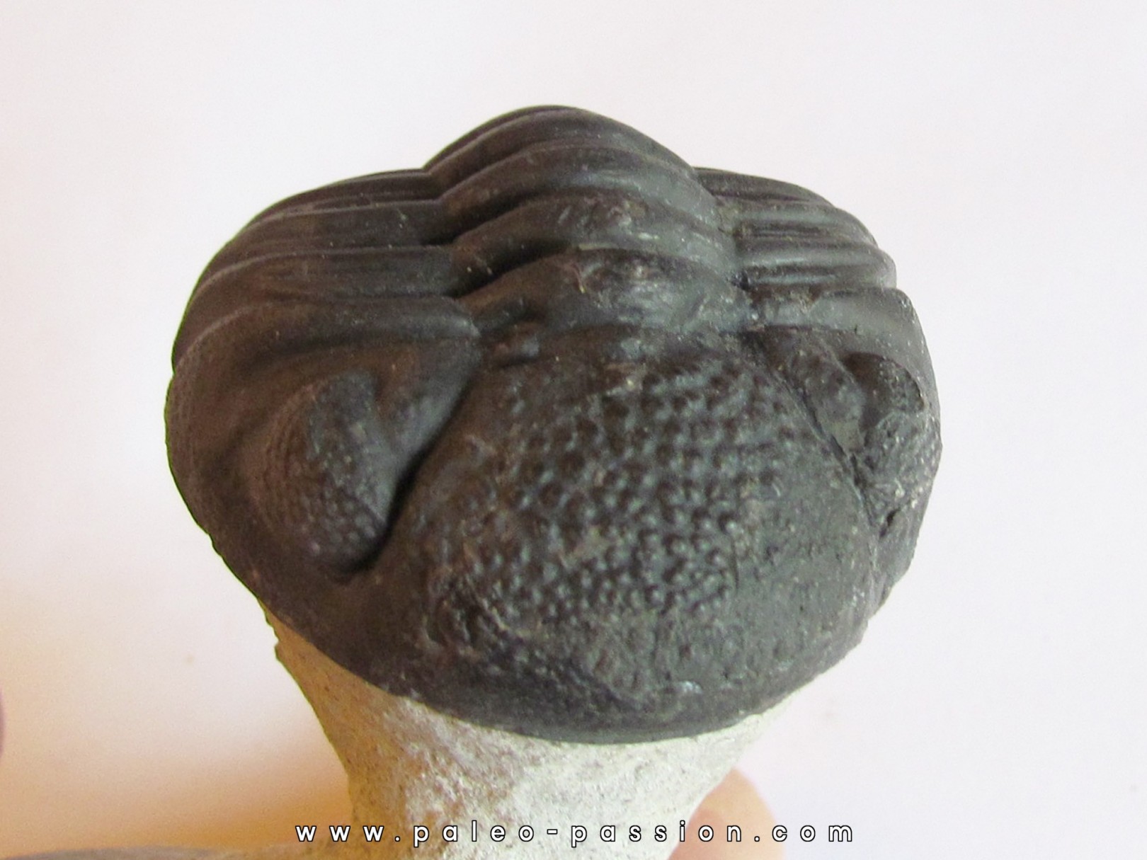 HYPSIPARIOPS VAGABUNDUS (2) HYPSIPARIOPS VAGABUNDUS (2)