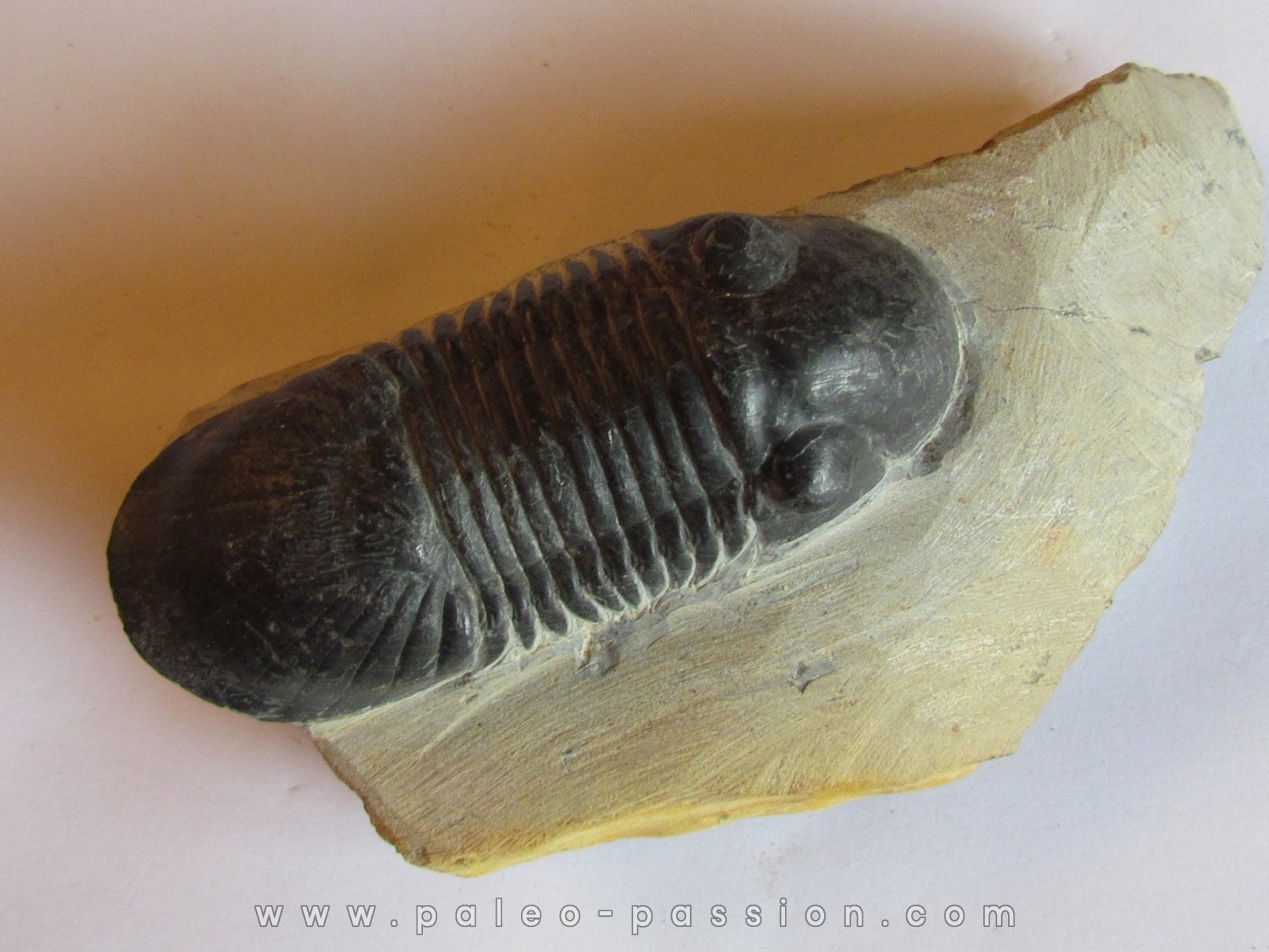 PARALEJURUS SPATULIFORMIS  Schraut & Feist, 2004 (4) PARALEJURUS SPATULIFORMIS  Schraut & Feist, 2004 (4)