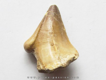 MOSASAURE  tooth (teratology) (5)