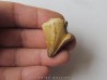 MOSASAURE  tooth (teratology) (5) MOSASAURE  tooth (teratology) (5)