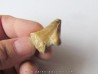 MOSASAURE  tooth (teratology) (5) MOSASAURE  tooth (teratology) (5)