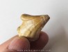MOSASAURE  tooth (teratology) (5) MOSASAURE  tooth (teratology) (5)